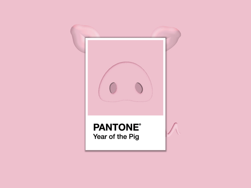 Pantone Color - Pig animate animation color colour gif loop pantone pig piggy year of the pig