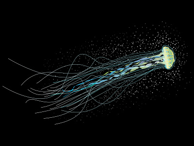 Jellyfish Illustration for Aquarium Packaging branding design freelance design illustration jelly fish package design vector vector art