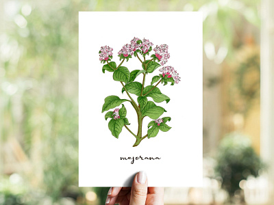 Marjoram | Mejorana aromatic herbs copics herb illustration marjoram markers