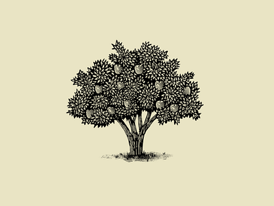 Apple tree apple engraving hand draw illustration logo scratchboard tree