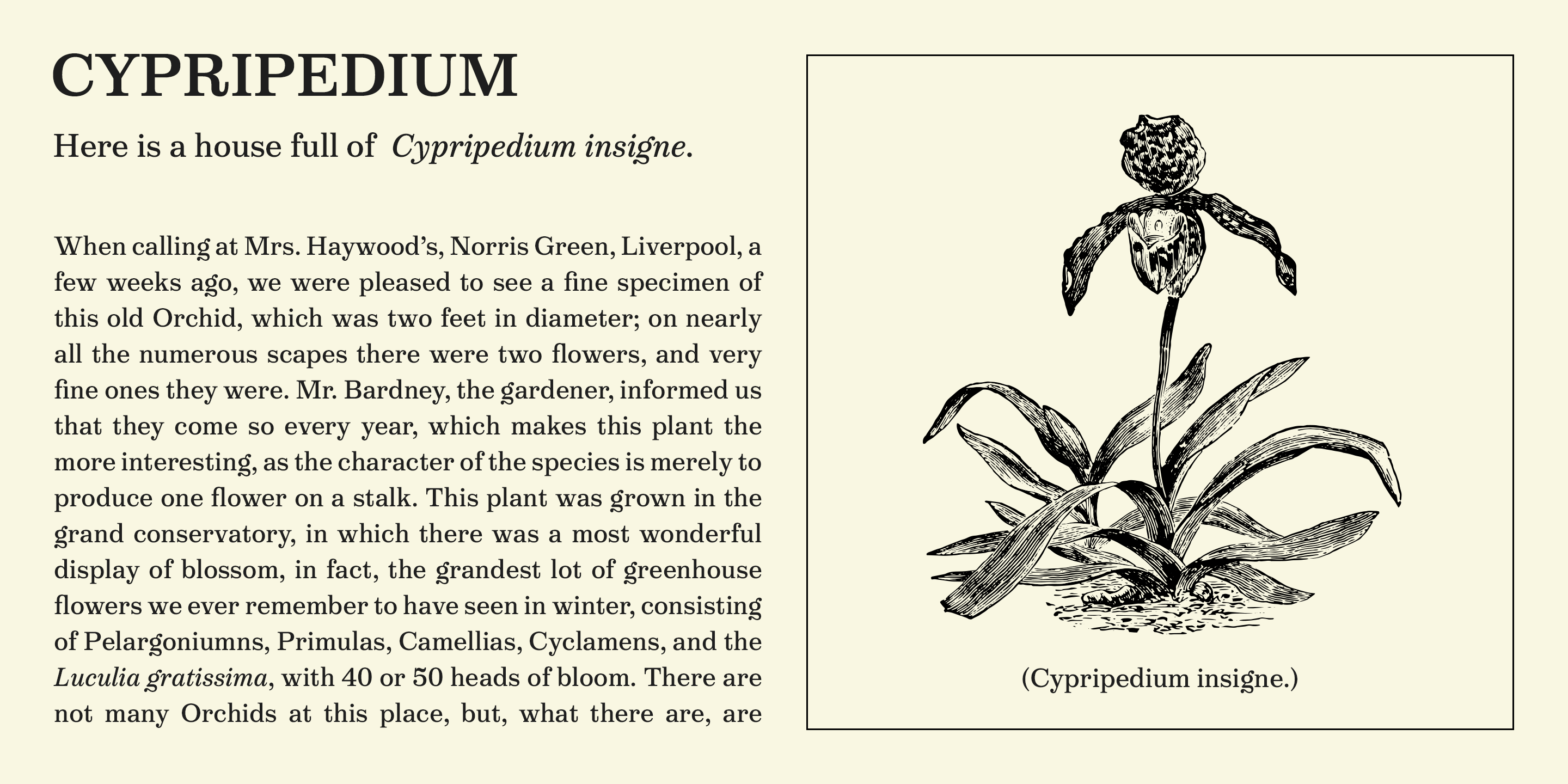 Victorian Orchid font font design serif type type design typeface