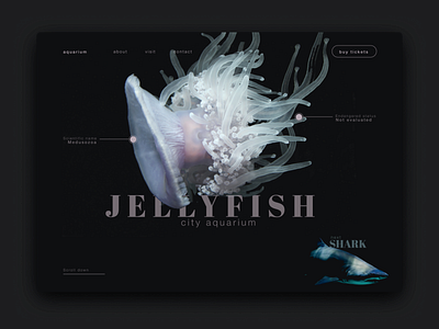 Website design | Aquarium aquarium black black white branding design design agency jelly fish minimal sea shark ui ux web webdesign website