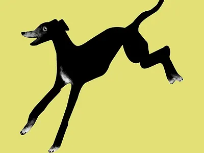 Good Boy branding color design dog graphics greyhound illustration social media vector