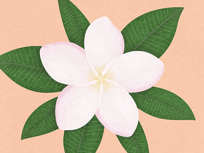 Plumeria design digital painting flower flower illustration gradient illustration leaf minimal plant plumeria shot tropical vector