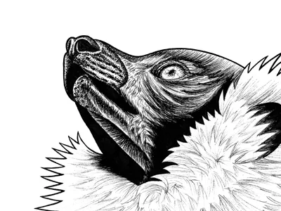 Black and white ruffed lemur animal animal art animal artist animal drawing animals black and white black and white ruffed lemur drawing endangered illustration ink drawing lemur lemurart lemurs monkey portrait primate ruffed lemur sketch wildlife