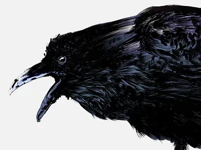 Crow illustration vector
