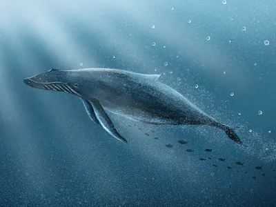 Whale drawing illustration ipad art ocean procreate procreate art under water whale