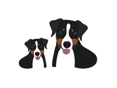 Appenzeller Sennenhund illustration