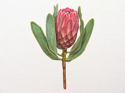 Protea vector hand drawn illustration blossom camomile decoration floral flower flower illustration flower logo frame illustration natural pink plant protea sketch summer valentine vector wedding wedding app wedding card