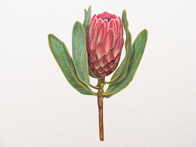 Protea vector hand drawn illustration blossom camomile decoration floral flower flower illustration flower logo frame illustration natural pink plant protea sketch summer valentine vector wedding wedding app wedding card