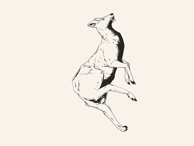 Musk Deer animal illustration animals illustrated brush pen chinese design drawing endangered endangeredspecies indian ink ink pen inktober inktober2018 pentel pentel brush tcm traditionalchinesemedicine
