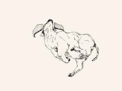 Ox animal illustration animals illustrated brush pen chinese design drawing endangered endangeredspecies indian ink ink pen inktober inktober2018 pentel pentel brush tcm traditionalchinesemedicine