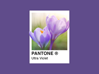 Pantone Ultra Violet