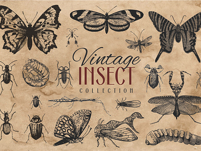 200 Vintage Insect Vector Graphics Collection antique bettle bug butterfly cicada design fly graphic design illustration illustration art insect moth old retro vector vector art vector artwork vector artworks vintage