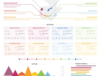 The Coffee of Guatemala Infographic coffee color design graph guatemala infographic poster