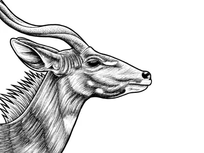 Lesser Kudu ink illustration animal animal art animal drawing animals antelope drawing drawing ink endangered face gazelle horns illustration illustration art ink drawing kudu lesser kudu pen drawing portrait sketch wildlife