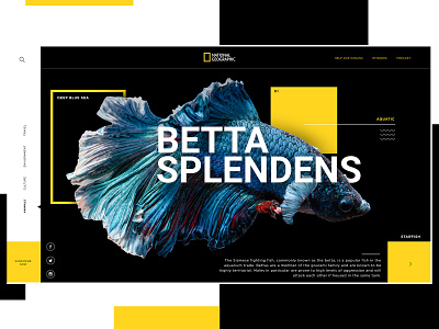 National Geographic Website Design Concept aquatic branding creative design graphic desgin national geographic typogaphy ui web web design yellow