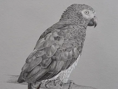 African Gray Commission analog art bird graphite pencil wildlife