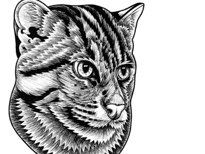 Fishing Cat illustration animal animal art animal drawing animals big cat cat cat art cat illustration cats drawing endangered face fishing fishing cat kitty pen pink portrait wild cat wildlife