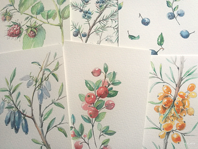 When we do not rush — we start to see cards cards design drawing graphic hand drawing illustration nature water color