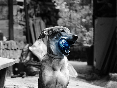 Dog with planet Earth photomontage animal animal art ball blue czech dog doggo doggy earth gray photo photography photomontage photoshop planet planet earth white