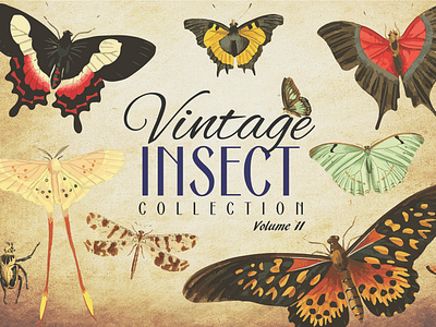 Vintage Insect Collection Volume 2 antique art bug colourful design graphic design illustration insect insects retro vector vector art vector artwork vector artworks vintage