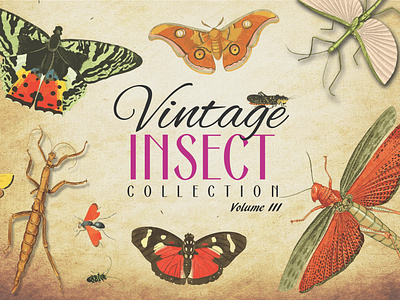 Vintage Insect Collection Volume 3 antique art bug butterflies butterfly collection design graphic design grasshopper illustration insect insects pattern resorce retro vector vector art vector artwork vintage volume