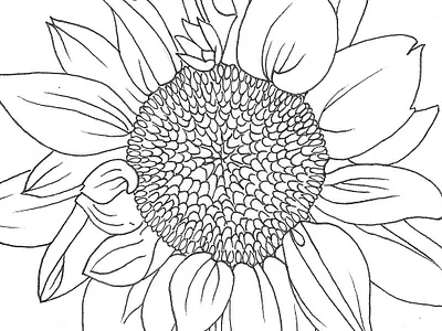 Sunflower Detail botanical branding floral flower graphic design identity illustration