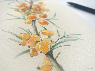 When we do not rush — we start to see the sea ​​buckthorn drawing graphic hand drawing illustration nature water color