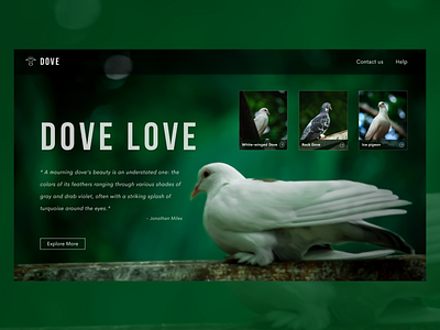 Dove Gallery - Home design doves gallery uidesign ux ui