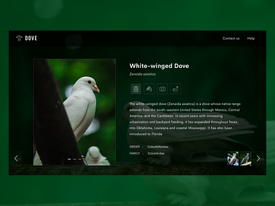 Dove details view design doves flat gallery uidesign ux ui web