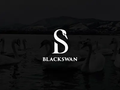 Black swan logo concept black blackswan branding bs design illustration logo luxury monogram swan