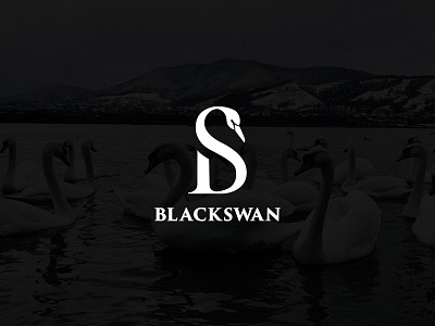 Black swan logo concept black blackswan branding bs design illustration logo luxury monogram swan