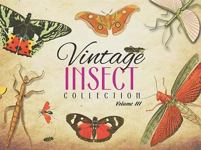 Vintage Insect Collection Volume 3 antique bug design graphic design graphic art graphic design graphic design logo illustration insect insects retro vector vector art vector artwork vector artworks vintage