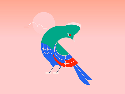 Southern african birds - Knysna Lourie animal bird design iconography illustration vector