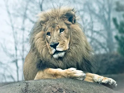 Misty Lion big cat chicago fog lion photography somber wild animals wildlife photo