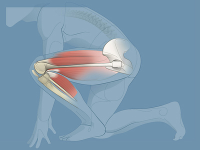 Medical illustration, knee and hip jointn illustration