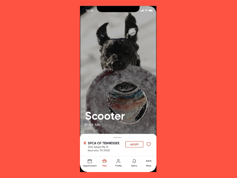 Spca App Concept app animation flinto ui