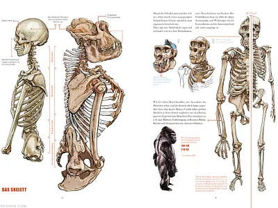 Gorilla anatomy overview anatomy anatomy illustration animal illustration drawing gorilla illustration skeleton skull