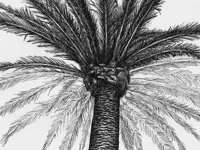 Palm Tree Process drawing hand drawing illustration ink line art micron pen palm palm tree pen process tree unfinished