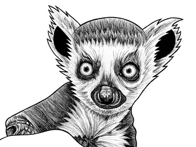 Baby ring tailed lemur - ink illustration animal animal art animal artist animal drawing baby lemur black and white cute lemur drawing endangered illustration ink drawing lemur lemur illustration lemurs pen drawing portrait ring tailed lemur safari sketch wildlife