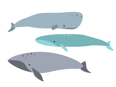 Whale freelance illustration vector whales