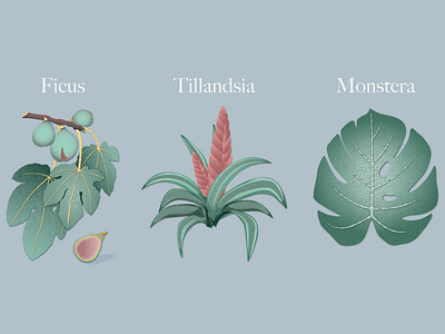 Plants ficus illustration monstera plants print tillandsia