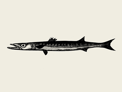 Barracuda illustration