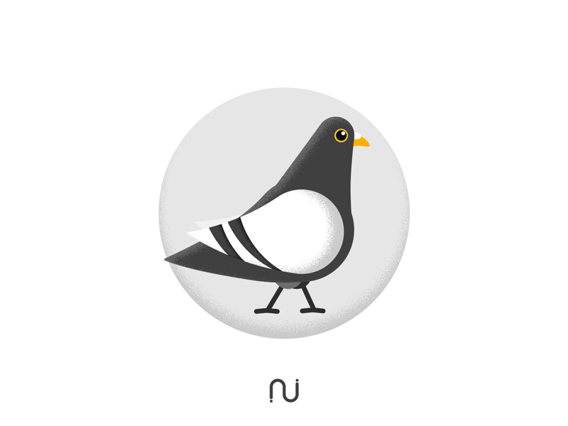 Animal Kingdom: Pigeon aftereffects animation bird design dove flat gif loop motion pigeon vector