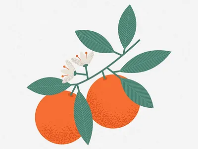 Oranges art flower fruit graphic illustration illustrator leaf orange stippling