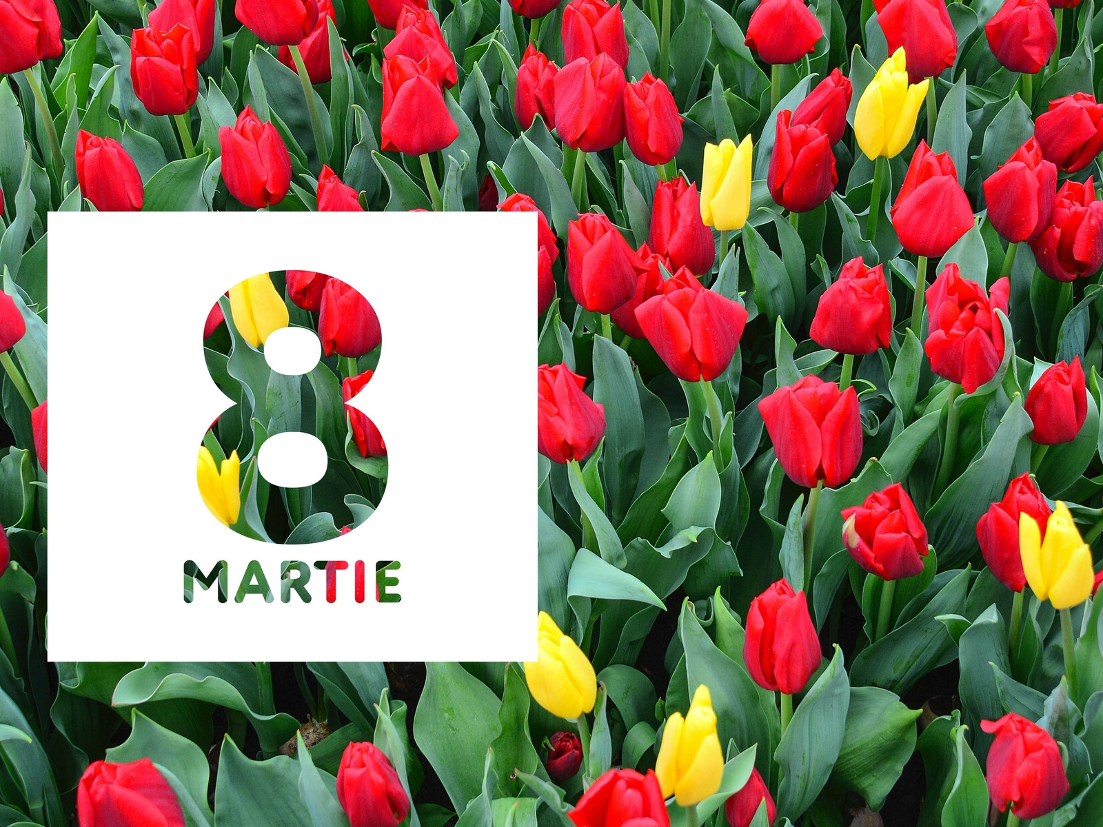 Example of Cromatix 8 Martie