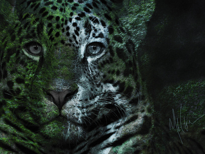 Nature of the Beast - 2 big cat chicago artist design jaguar melinda klein photography mixed media nature of the beast series photography photoshop photoshop art wild animals