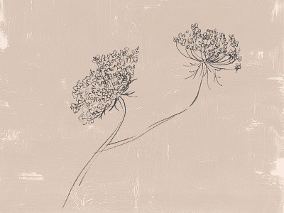 Queen Anne's Lace Illustration brand identity branding design charcoaldrawing floral design flower flower illustrations paint pencil print collateral textured