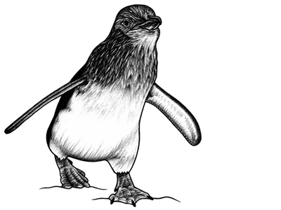 Little Penguin - ink illustration animal animal art animals bird cute drawing fairy penguin feathers illustration ink illustration little penguin nature penguin penguin illustration penguins safari sealife sketch wildlife zoo